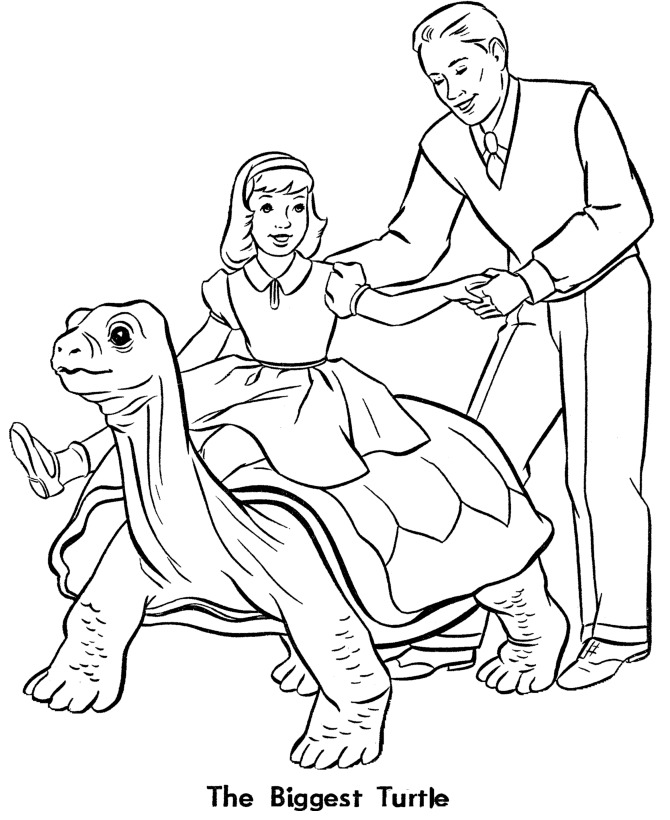 Zoo Animal Coloring Pages | Zoo Turtle Exhibit Coloring Page sheet 