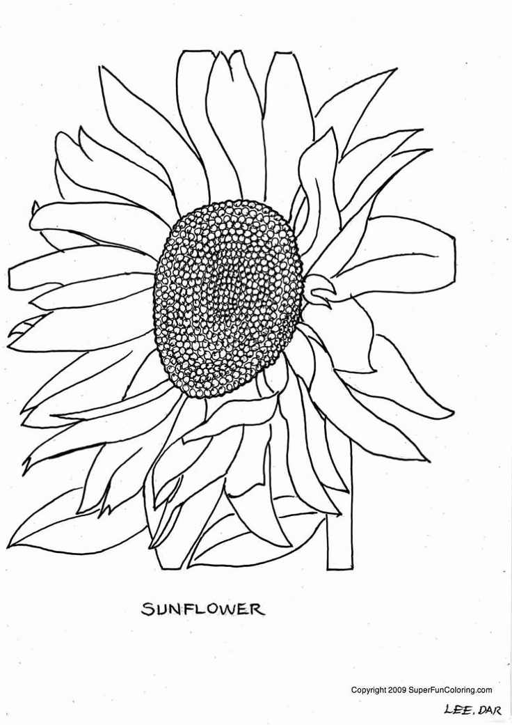 sunflower coloring pages - Bing Images | Coloring Book Pages | Pinter…