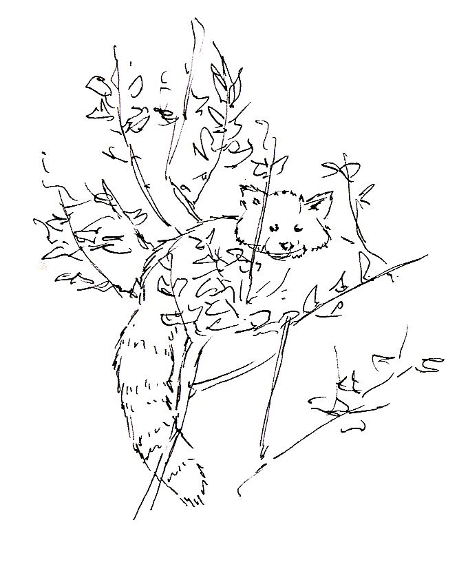 Red Panda On The Tree Coloring Pages Free: Red Panda On The Tree 