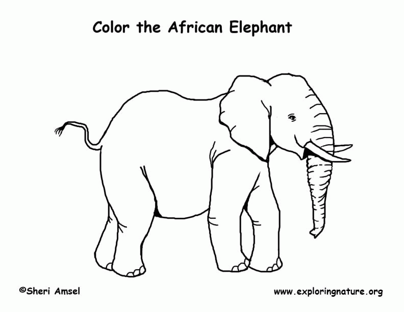 Elephant (African) Coloring Page -- Exploring Nature Educational 