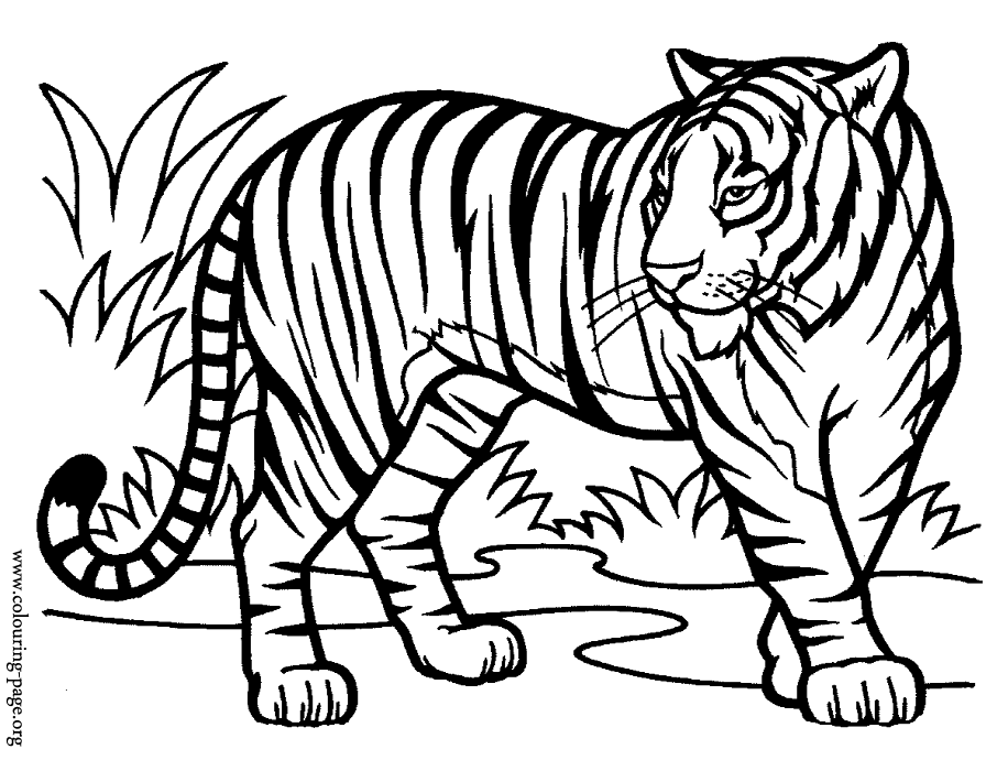 Tigers - A tiger in profile and tilting his head coloring page