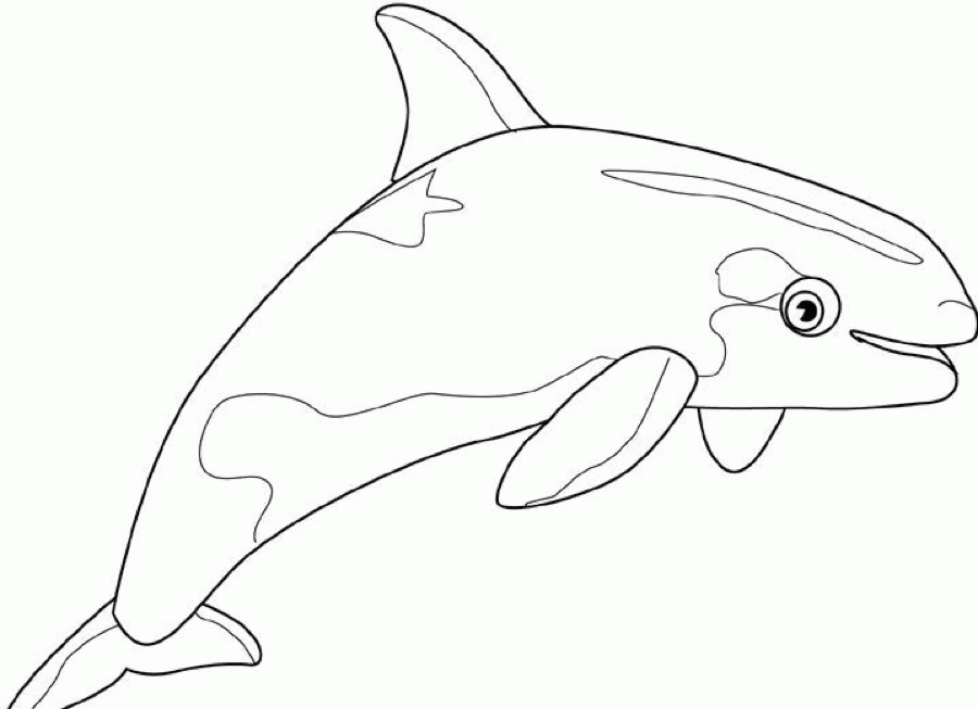 Download Humpback Whale Coloring Page Printable Coloring Sheet Anbu Coloring Home