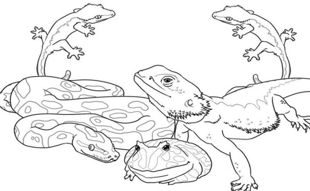 Download Coloring Pages Wild Animals : Printable Coloring Sheet ...