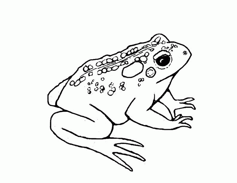 Frog Toad Friends Coloring Pages - Colorine.net | #2947