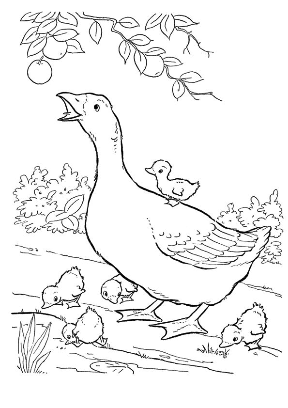 Mother Goose With Goslings Coloring Page - Free Printable Coloring Pages  for Kids