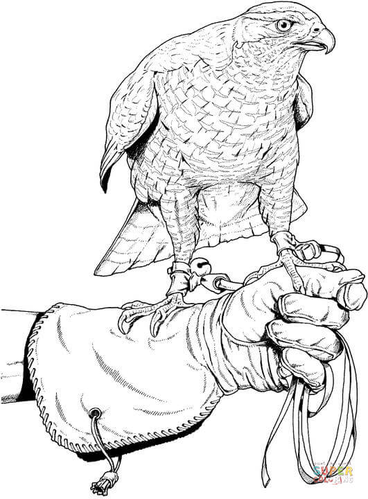Falcon Coloring Pages - Coloring Home