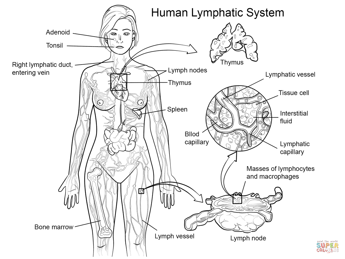 Lymphatic System coloring page | Free Printable Coloring Pages | Lymphatic  system, Body systems worksheets, Lymphatic
