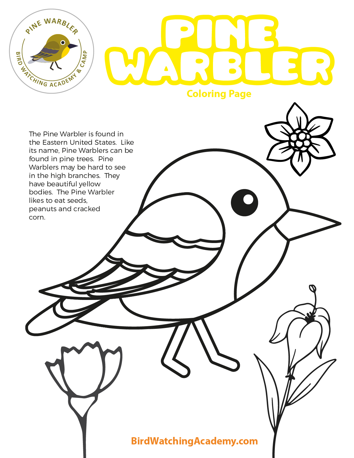 Pine Warbler Coloring Page - Bird Watching Academy
