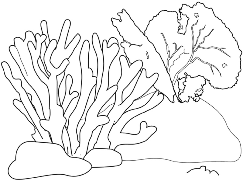 Kids-n-fun.com | Coloring page Coral coral reef 2