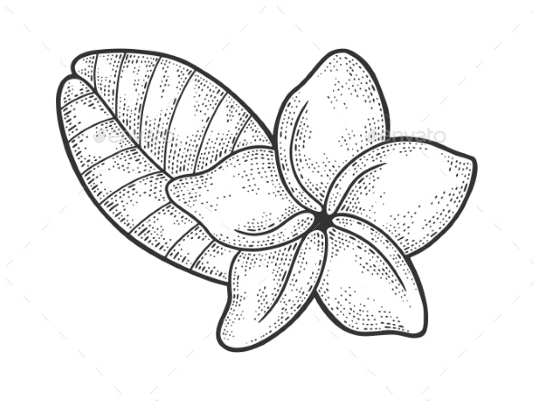 Plumeria Flower Sketch Vector Illustration by AlexanderPokusay |  GraphicRiver