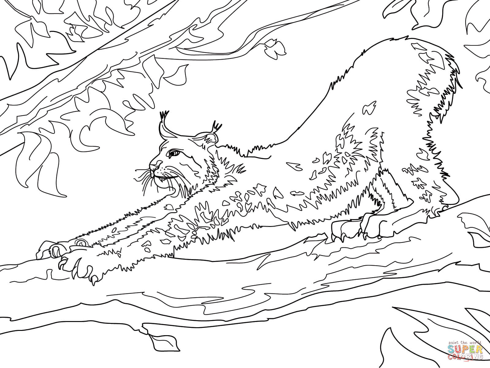 Lynx coloring pages | Free Coloring Pages