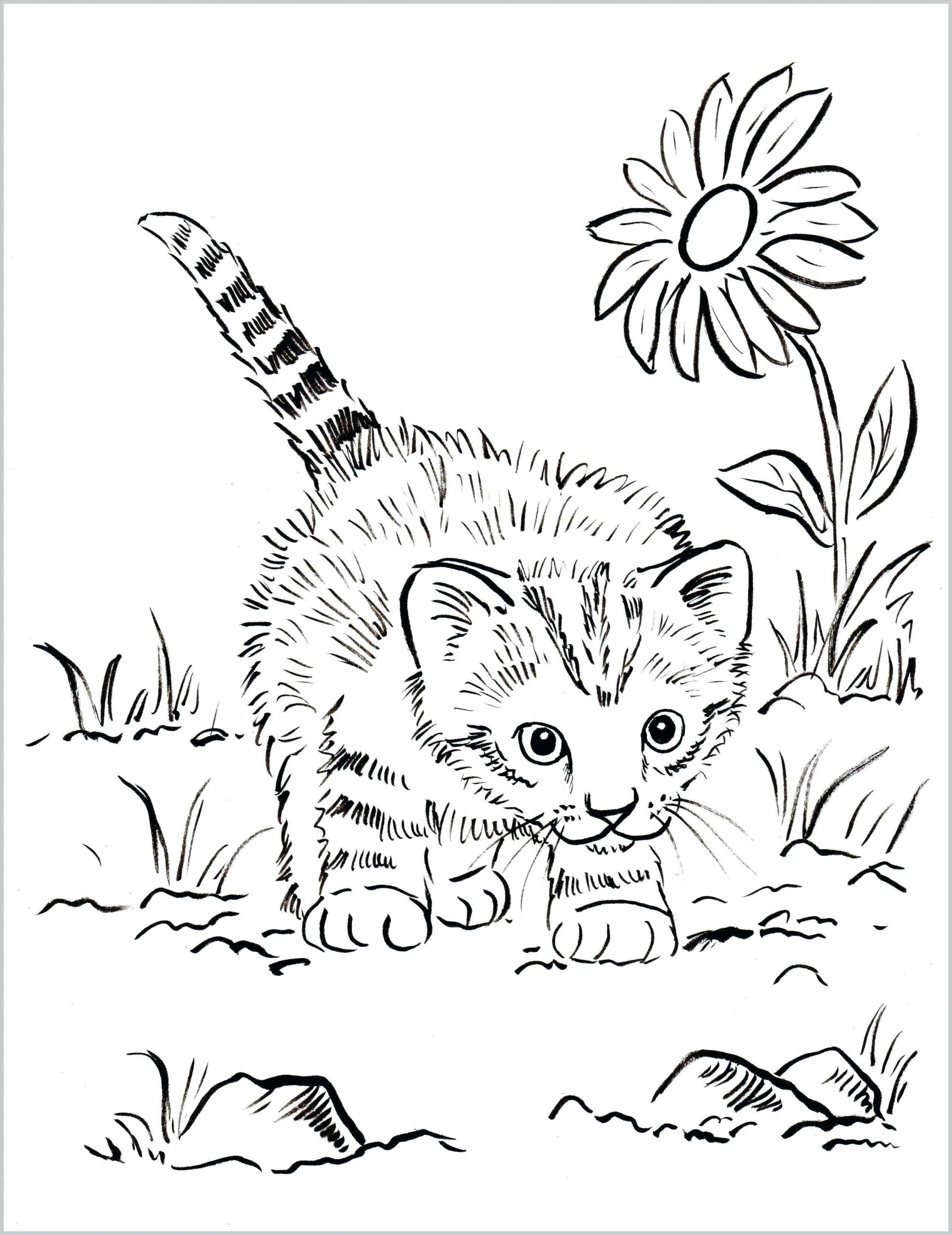 color pages ~ Coloring Pages Kitten Print Kitty Cats Cat ...