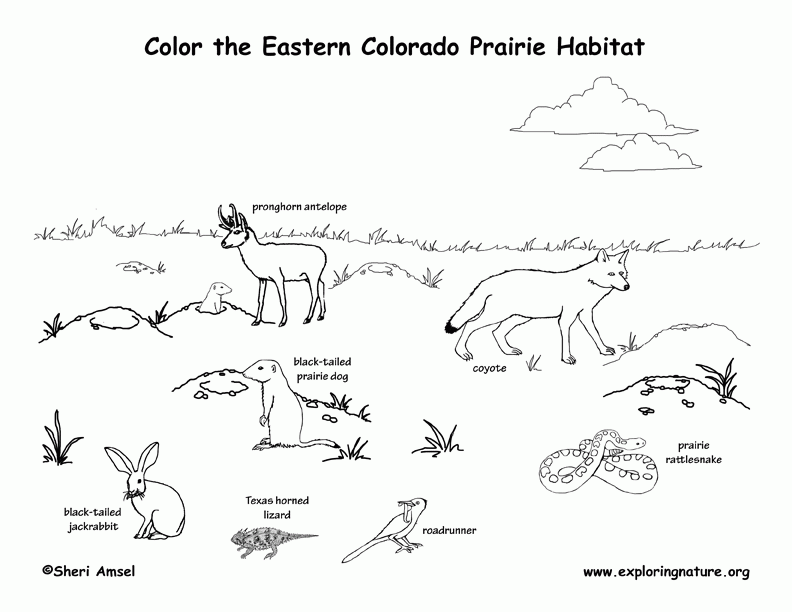 Prairie Animals Coloring Pages Coloring Home