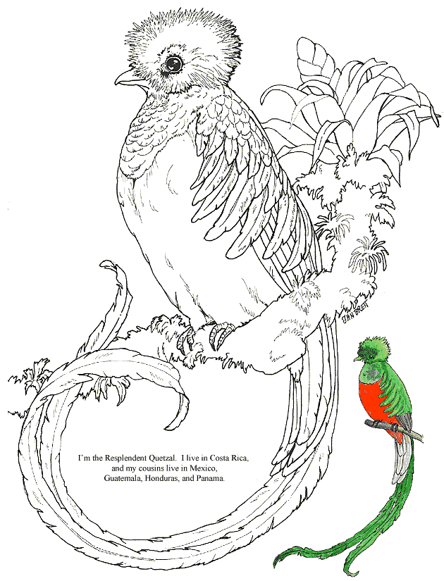 quetzal bird animal coloring page