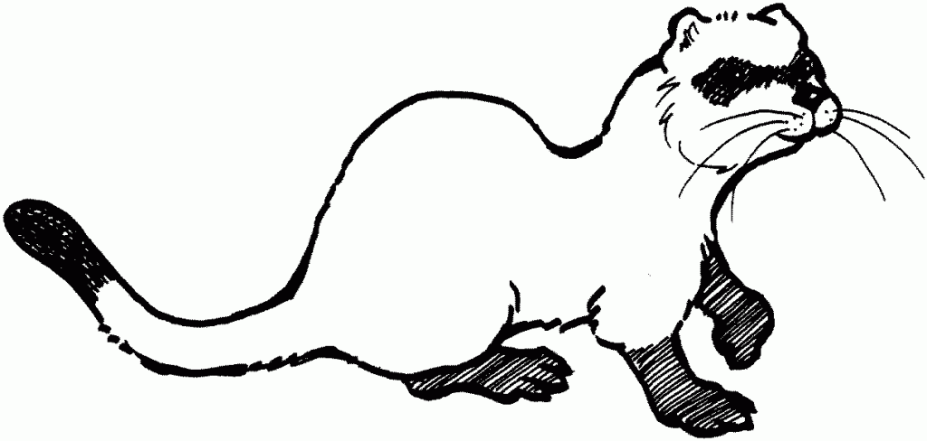 baby ferret coloring pages | Coloring Kids