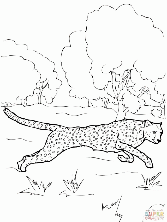 Running Cheetah Coloring Online Super Coloring 281854 Coloring 