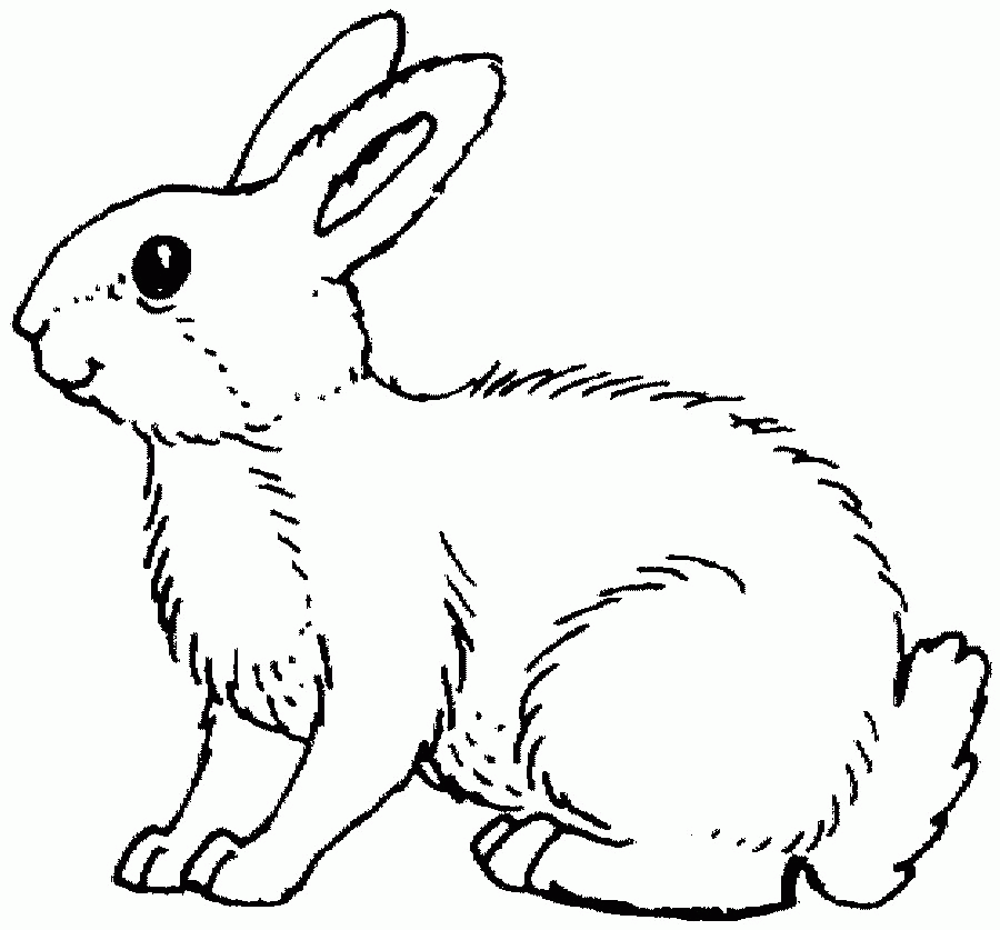 Rabbit-picture.jpg