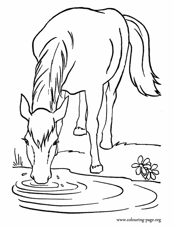 Horses - A farm horse drinking water in the lake coloring page