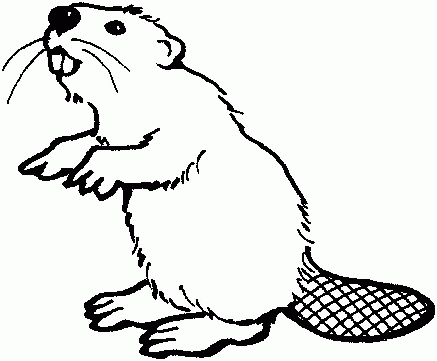 beaver.jpg (900×744) |beavers 