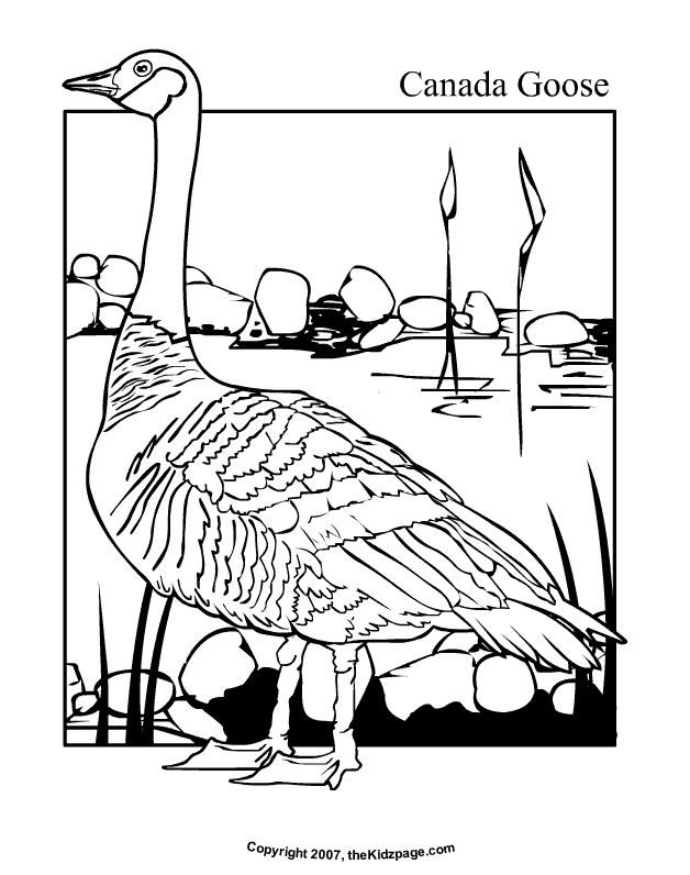 Canada Goose Free Coloring Pages for Kids - Printable Colouring Sheets