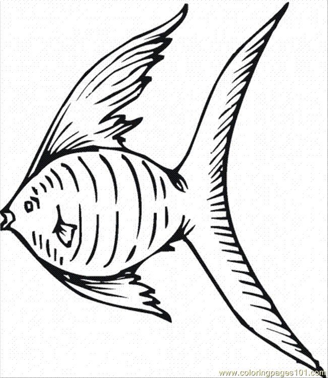 Angel Fish Drawing - Coloring Home