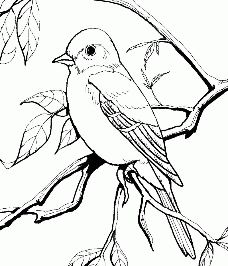 Texasmockingbird Colouring Pages (page 2)