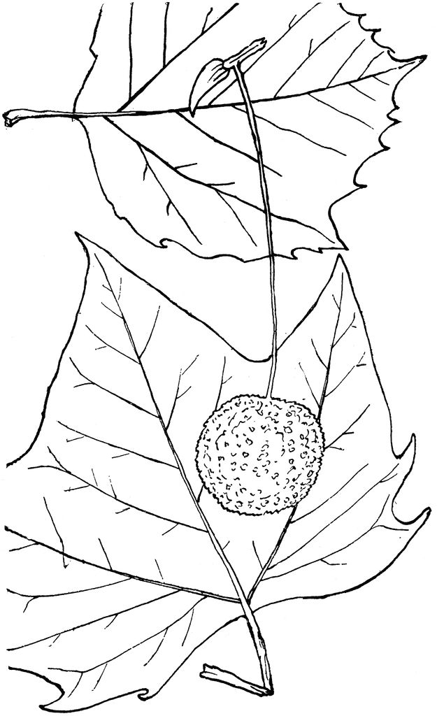 Genus Platanus, L. (Buttonwood) | ClipArt ETC