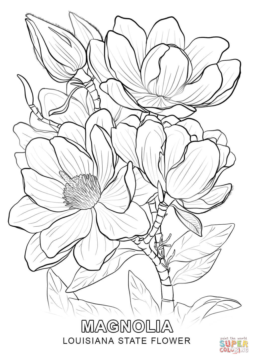 Louisiana State Flower coloring page: Magnolia