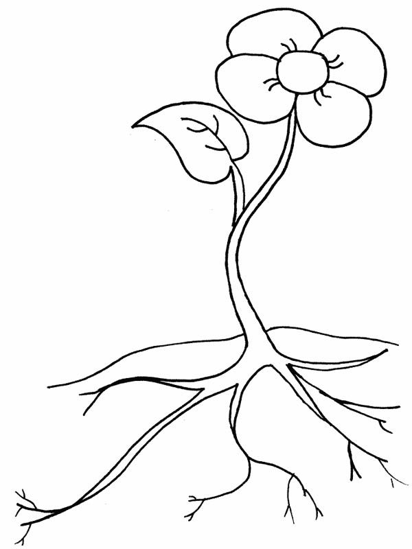Growing Plants Flower Coloring Page : Coloring Sky | Flower coloring pages,  Fruit coloring pages, Sunflower coloring pages