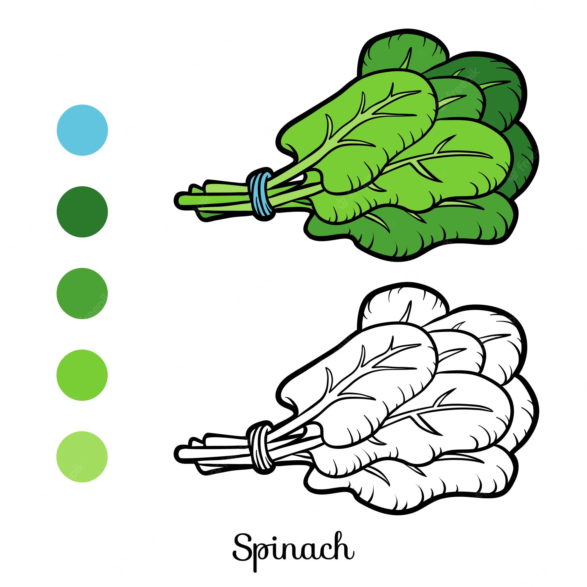 Premium Vector | Coloring book for children, spinach