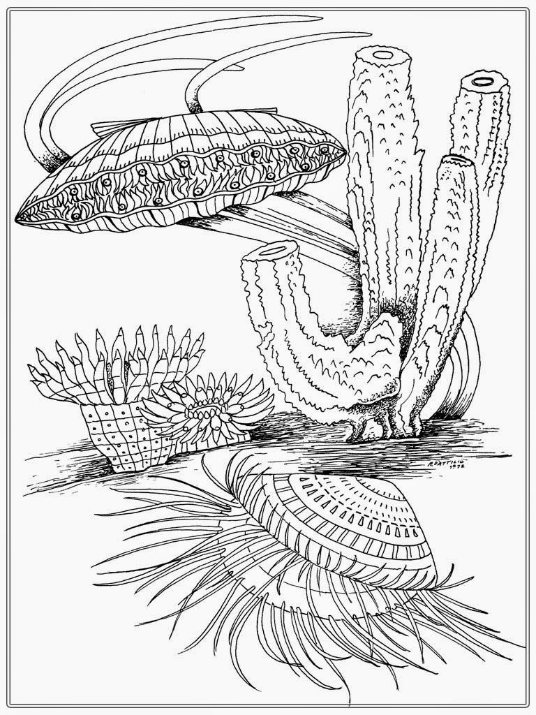 Clamshell Coloring Page - Coloring Pages For All Ages
