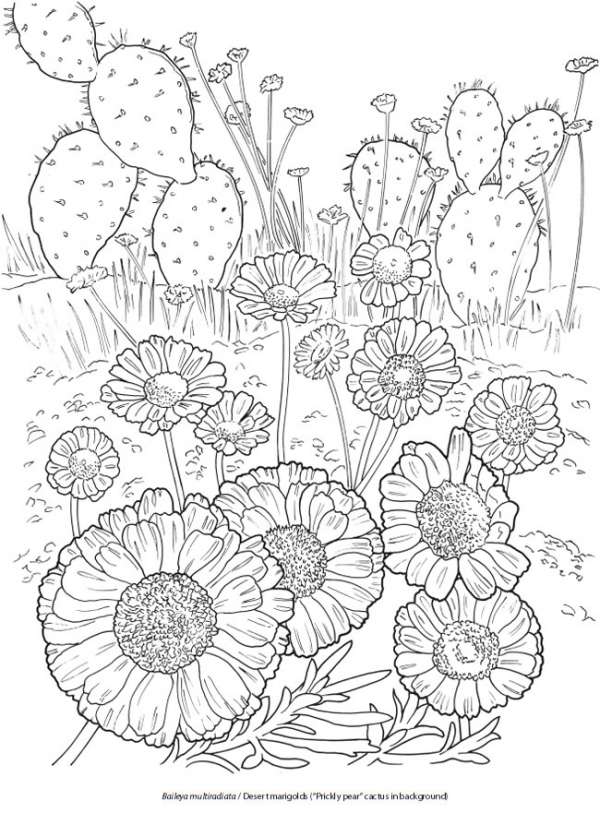6 Desert Blooms Coloring Pages – Stamping