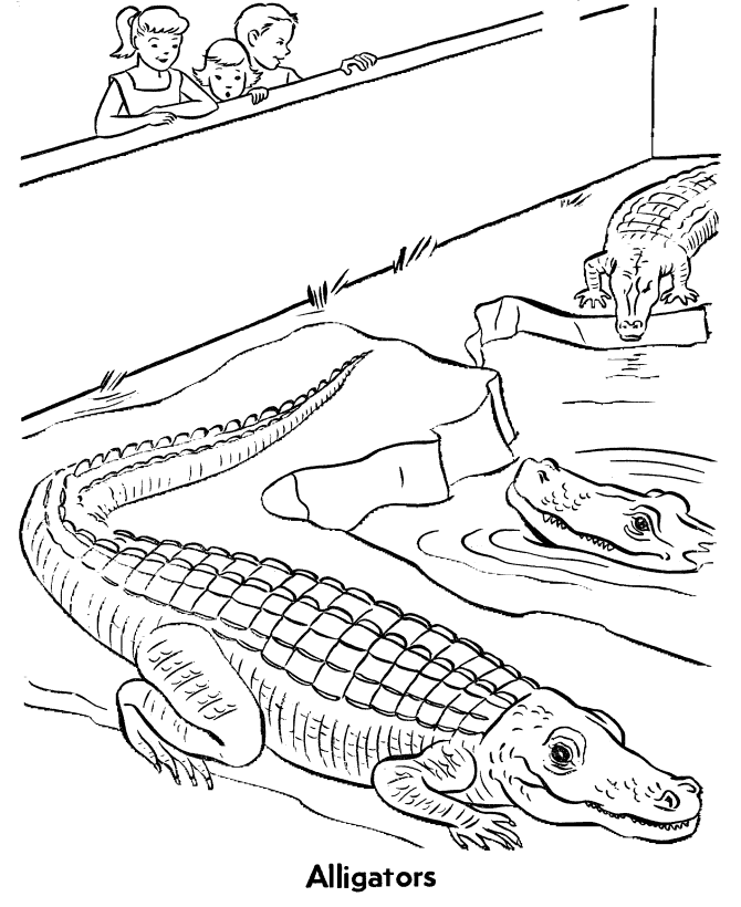 Alligator #43 (Animals) – Printable coloring pages