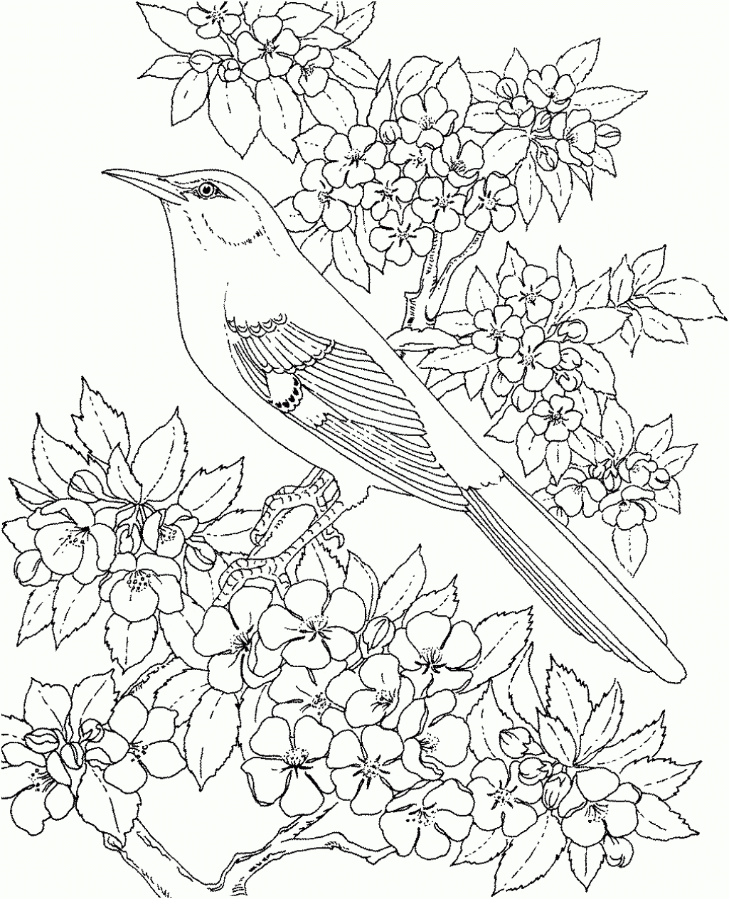 state bird and flower coloring pages