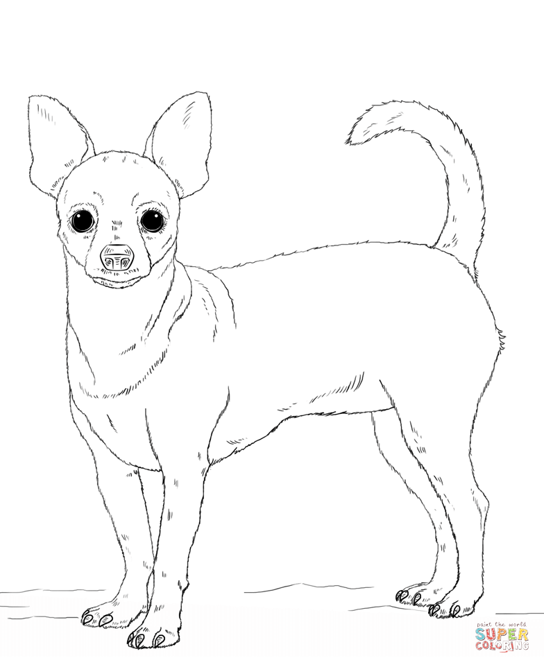 Pomeranian dog and Chihuahua coloring page | Free Printable ...
