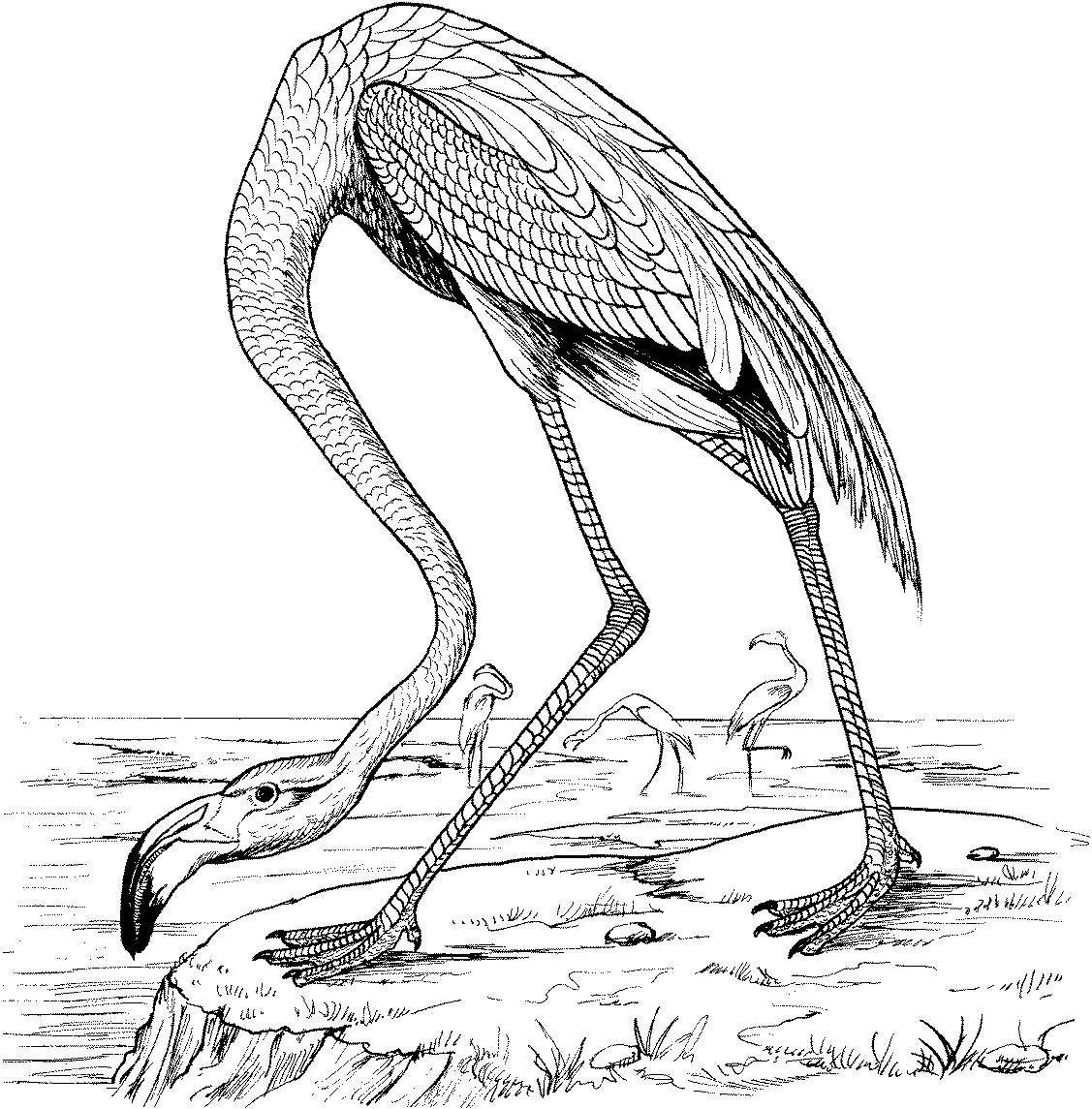Free Flamingo Coloring Pages