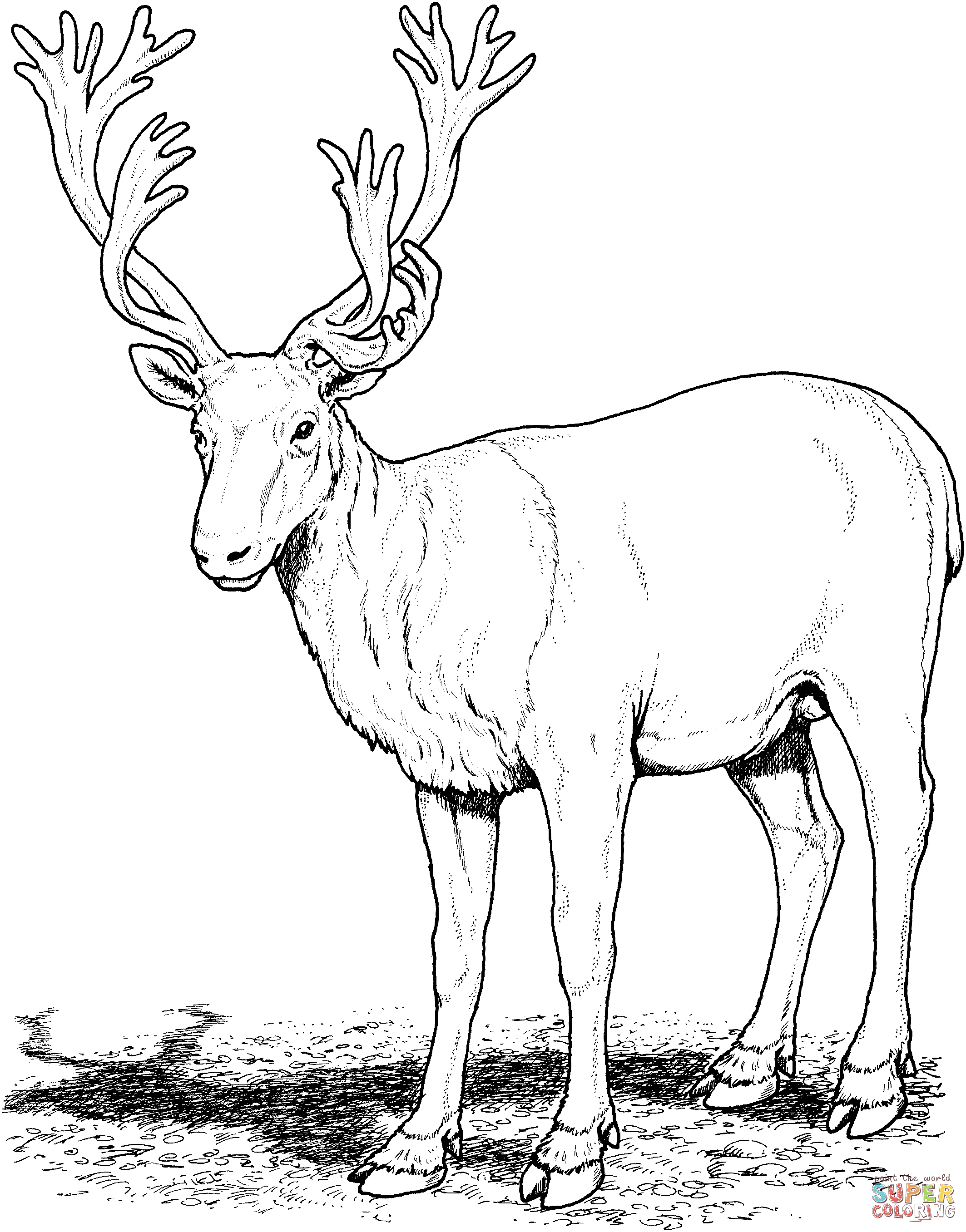 122 Animal Realistic Deer Coloring Pages for Kindergarten