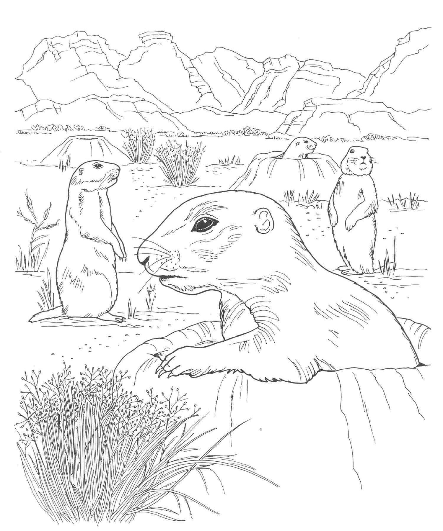 Printable Coloring Pages Of Desert Animals - Coloring Page - Coloring Home