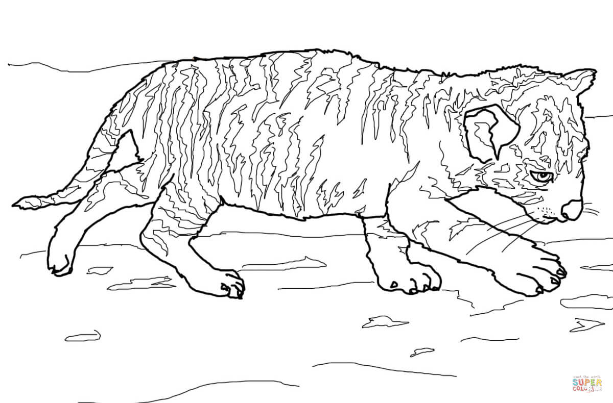 Baby Tiger coloring page | Free Printable Coloring Pages