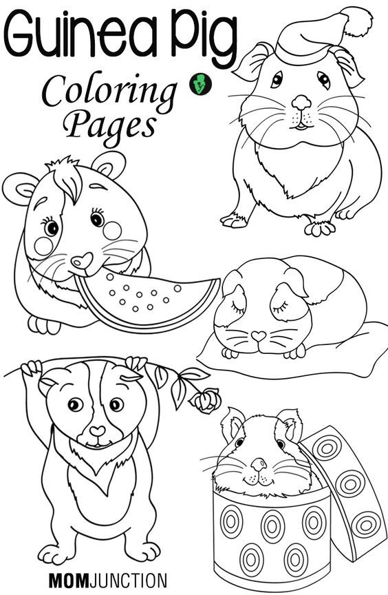 Guinea pigs, Tops and Coloring pages on Pinterest