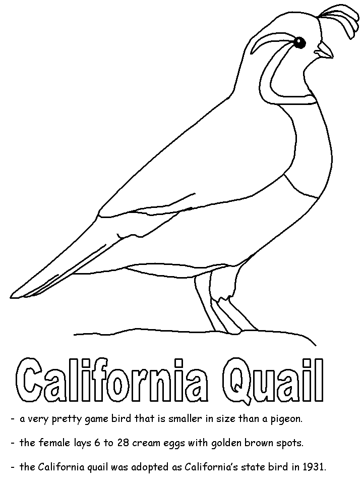 Quail Coloring Pages Coloring Home