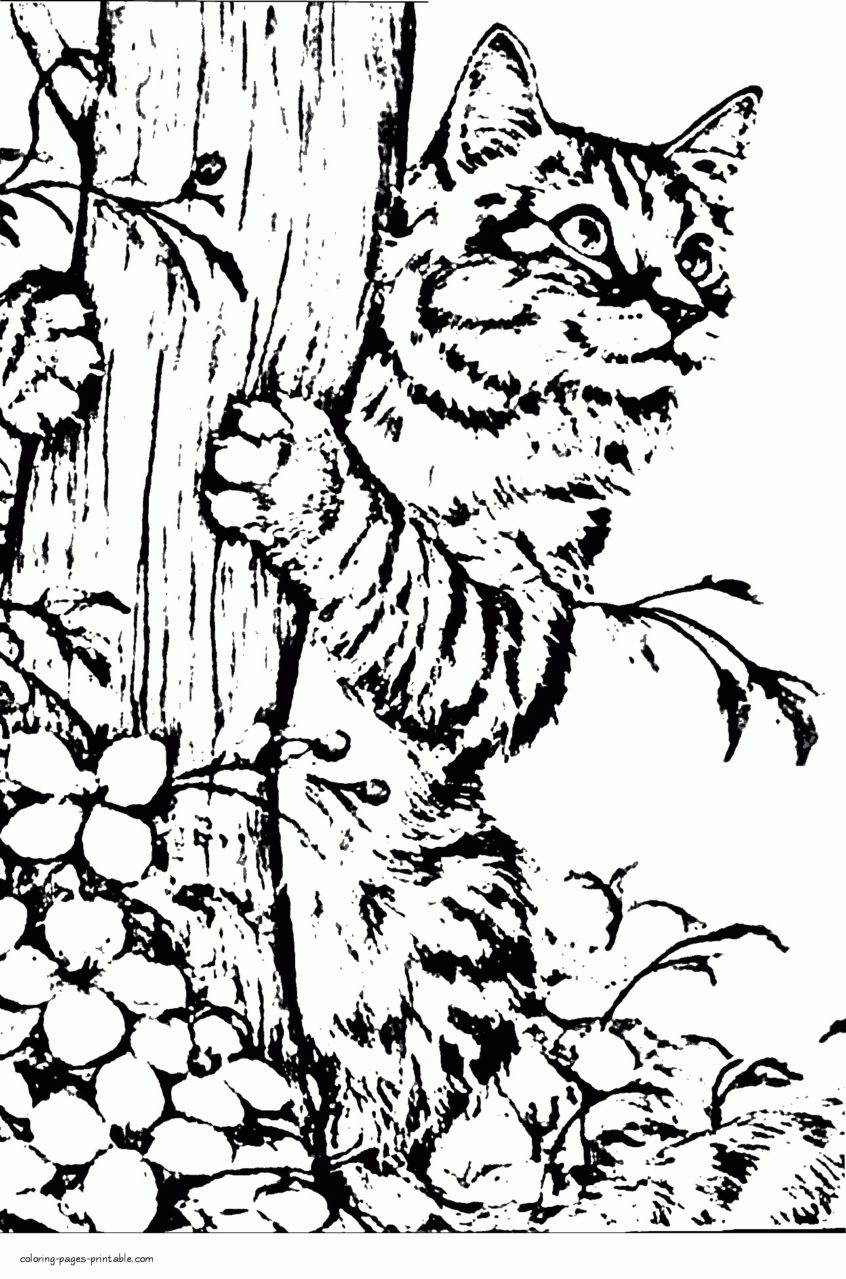 Download Pages Coloring Pages Coloring Kitten Book Top Realistic Cat Coloring Home