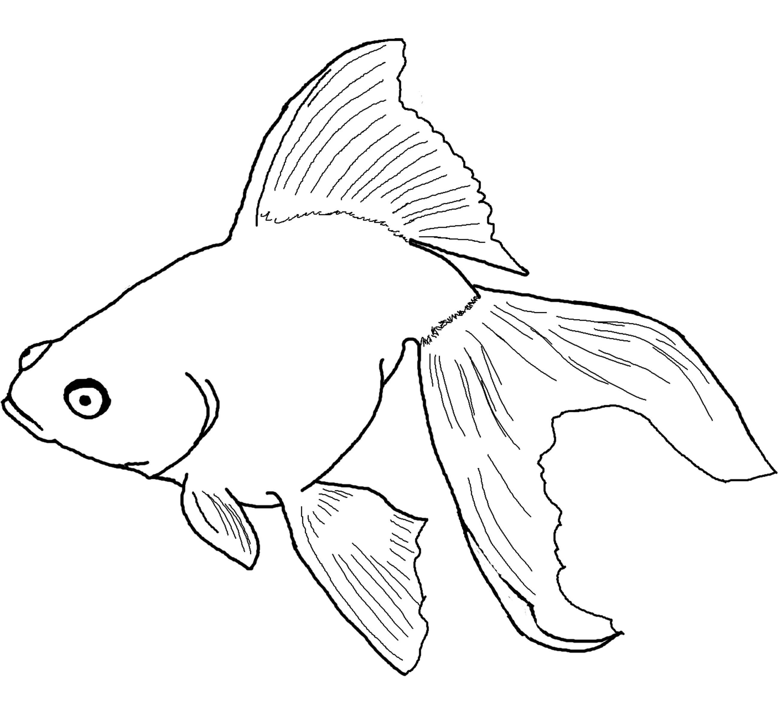 Gold Fish Coloring Pages   Coloring Home