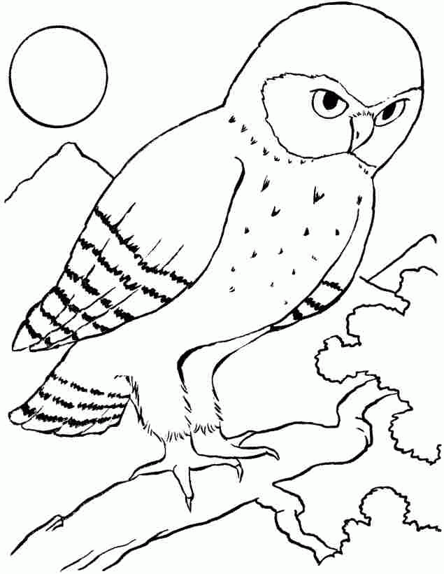 Colouring Sheets Animal Owl Free For Little Kids #