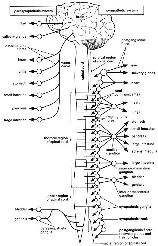 Autonomic nervous system coloring page