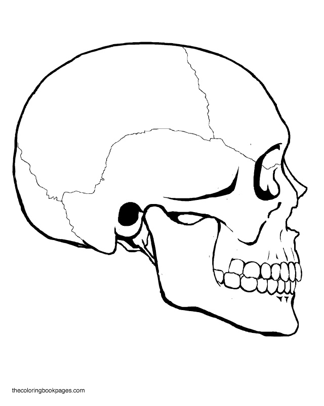 three skull Colouring Pages