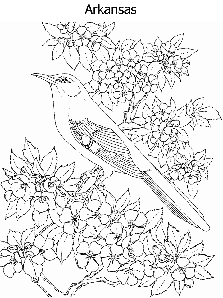 New York State Flower Coloring Page