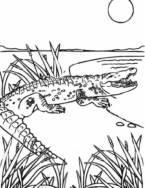 Crocodile in nature coloring pages | Coloring Pages