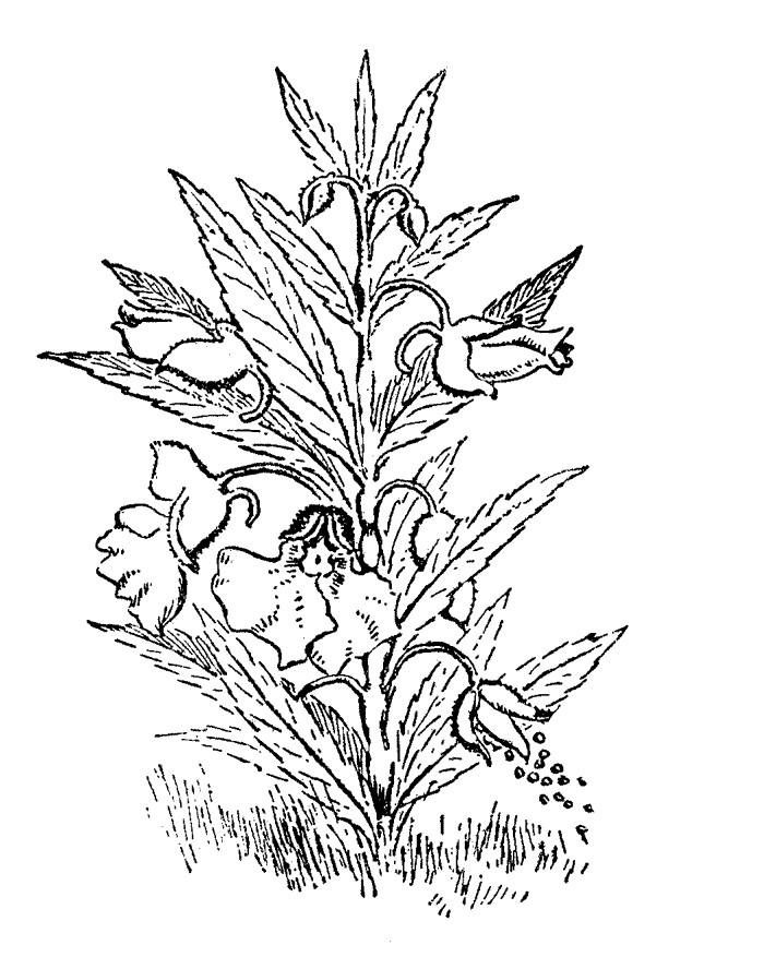 free-coloring-page-flower-gardens-coloring-home