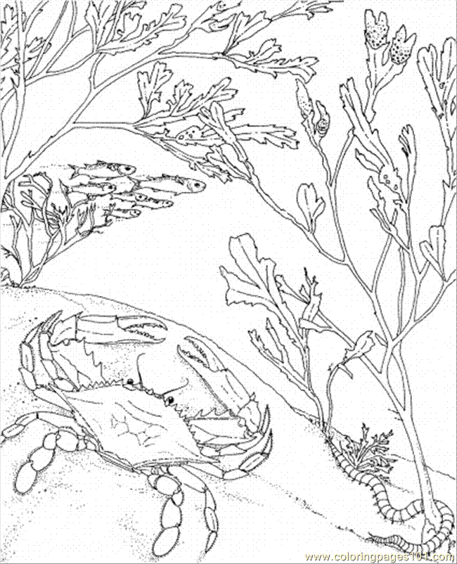 Sea Creature Coloring Pages Tattoo
